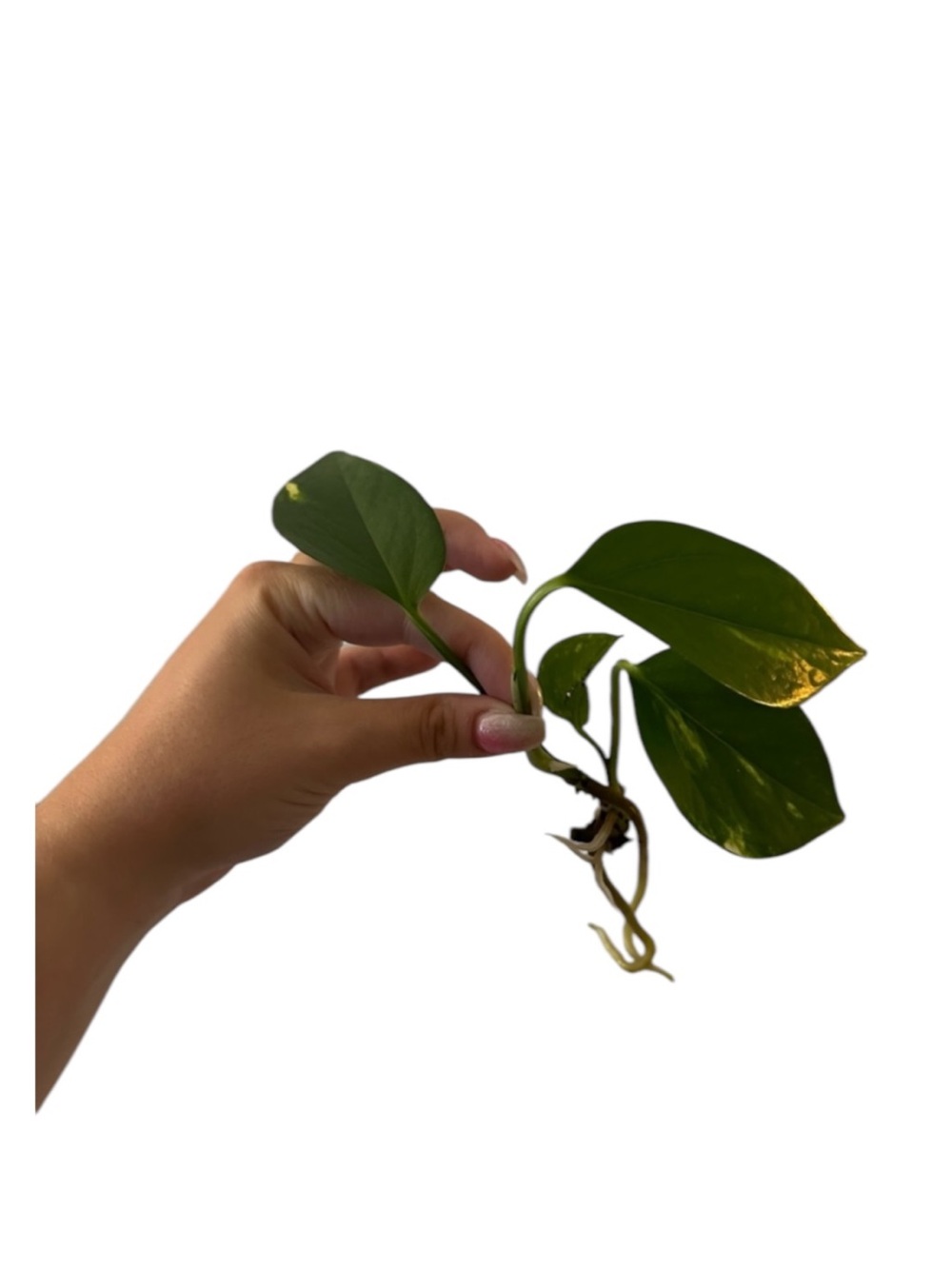 Live Monstera Standleyana Cobra Clipping